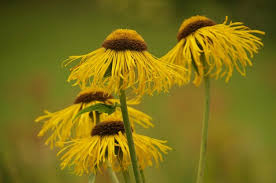 Image result for Telekia speciosa