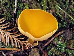 Attēlu rezultāti vaicājumam “Aleuria aurantia”