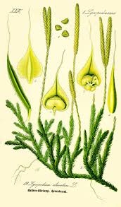 Attēlu rezultāti vaicājumam “Lycopodiaceae”