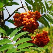 Attēlu rezultāti vaicājumam “Sorbus aucuparia fruit”