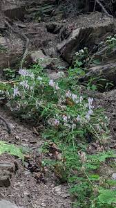 Image result for Adlumia cirrhosa