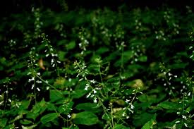 Attēlu rezultāti vaicājumam “Circaea lutetiana fruit”