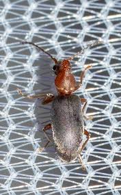 Attēlu rezultāti vaicājumam “Notoxus monoceros”