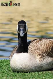 Attēlu rezultāti vaicājumam “Branta canadensis adult”