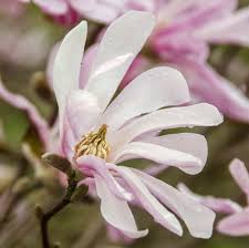 Attēlu rezultāti vaicājumam “Magnolia x loebneri flower”