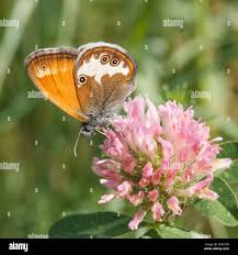 Attēlu rezultāti vaicājumam “Coenonympha arcania underside”