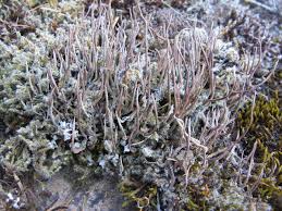 Attēlu rezultāti vaicājumam “Cladonia cornuta”