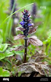 Attēlu rezultāti vaicājumam “Ajuga reptans flower”