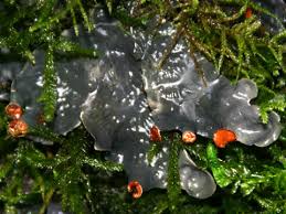 Attēlu rezultāti vaicājumam “Peltigera extenuata”