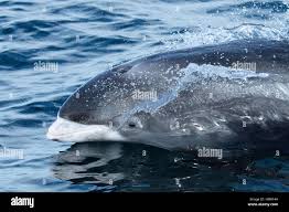 Image result for Lagenorhynchus albirostris