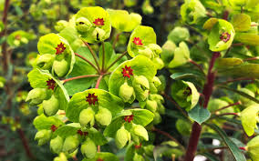 Attēlu rezultāti vaicājumam “Euphorbia palustris fruit”