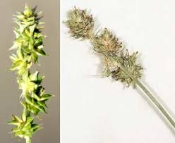 Attēlu rezultāti vaicājumam “Carex sylvatica flower”