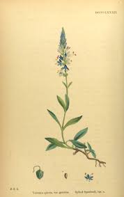 Attēlu rezultāti vaicājumam “Veronica spicata leaf”