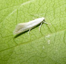 Attēlu rezultāti vaicājumam “Elachista argentella”