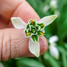 Attēlu rezultāti vaicājumam “Galanthus nivalis bud”