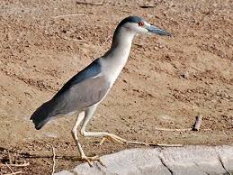 Attēlu rezultāti vaicājumam “Nycticorax nycticorax adult”