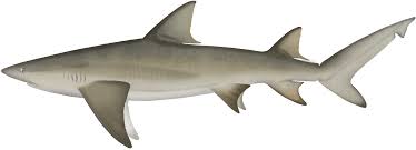 Image result for Negaprion acutidens