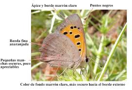 Attēlu rezultāti vaicājumam “Lycaena phlaeas underside”