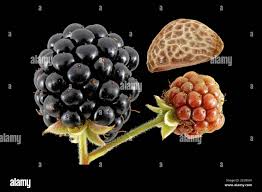 Attēlu rezultāti vaicājumam “Rubus plicatus fruit”