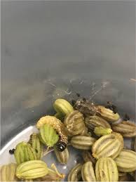 Attēlu rezultāti vaicājumam “Depressaria depressana”