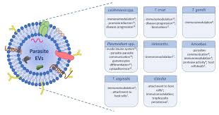 Attēlu rezultāti vaicājumam “Enteridium variabile plasmodium”