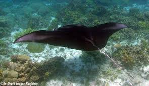 Image result for Mobula alfredi
