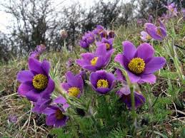 Attēlu rezultāti vaicājumam “Pulsatilla vulgaris flower”