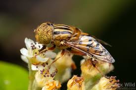 Attēlu rezultāti vaicājumam “Syrphidae”