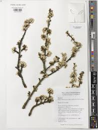 Attēlu rezultāti vaicājumam “Prunus domestica subsp. insitita”