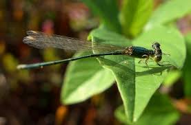 Attēlu rezultāti vaicājumam “Nehalennia speciosa”