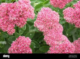 Attēlu rezultāti vaicājumam “Hylotelephium telephium”