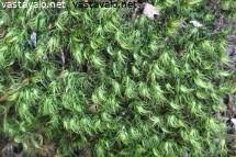 Attēlu rezultāti vaicājumam “Paraleucobryum longifolium”