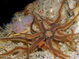 Attēlu rezultāti vaicājumam “Ophiotheca chrysosperma”