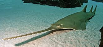 Image result for Pristis pristis