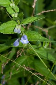 Attēlu rezultāti vaicājumam “Scutellaria galericulata leaf”
