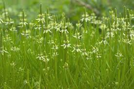 Attēlu rezultāti vaicājumam “Myosurus minimus flower”