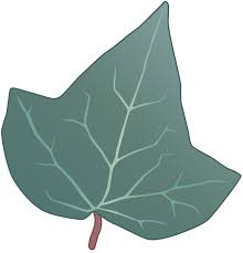 Attēlu rezultāti vaicājumam “Hedera helix  leaf”