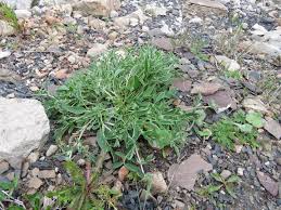 Attēlu rezultāti vaicājumam “Anthyllis arenaria”