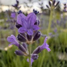 Attēlu rezultāti vaicājumam “Lavandula angustifolia flower”