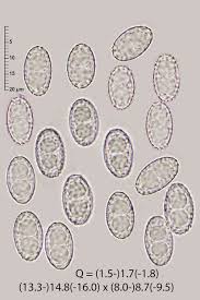 Attēlu rezultāti vaicājumam “Sowerbyella radiculata”