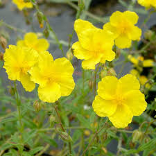 Attēlu rezultāti vaicājumam “Helianthemum x hybridum”