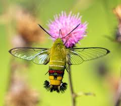 Attēlu rezultāti vaicājumam “Hyphodiscus hymeniophilus”