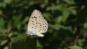 Attēlu rezultāti vaicājumam “Maculinea alcon underside”