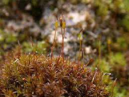 Attēlu rezultāti vaicājumam “Didymodon tophaceus”