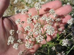 Attēlu rezultāti vaicājumam “Lepidium latifolium”