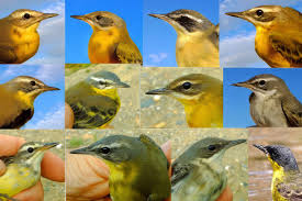 Attēlu rezultāti vaicājumam “Motacilla flava flava adult”