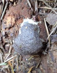 Attēlu rezultāti vaicājumam “Enteridium olivaceum macro”