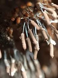 Attēlu rezultāti vaicājumam “Stemonitopsis amoena”