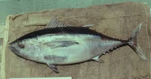 Image result for Thunnus thynnus