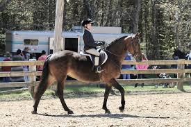 Image result for Huntingdon and District Riding Club